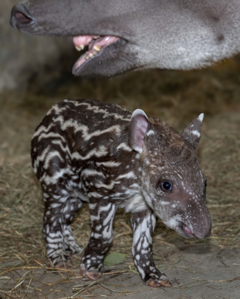 Tapir