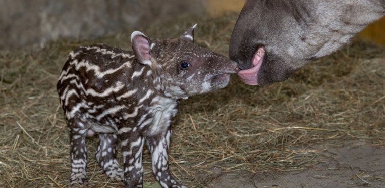 Tapirbaby