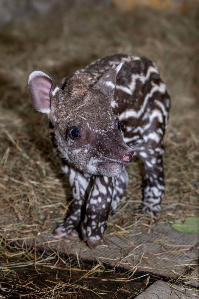 Tapirbaby