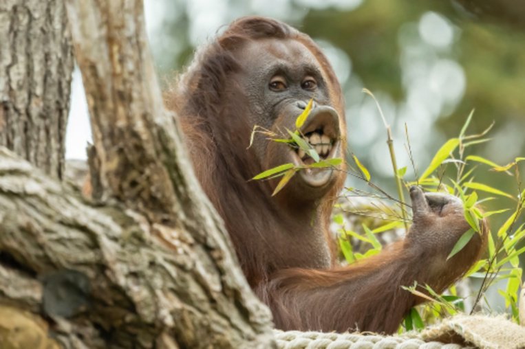 Orang-Utan isst Gras