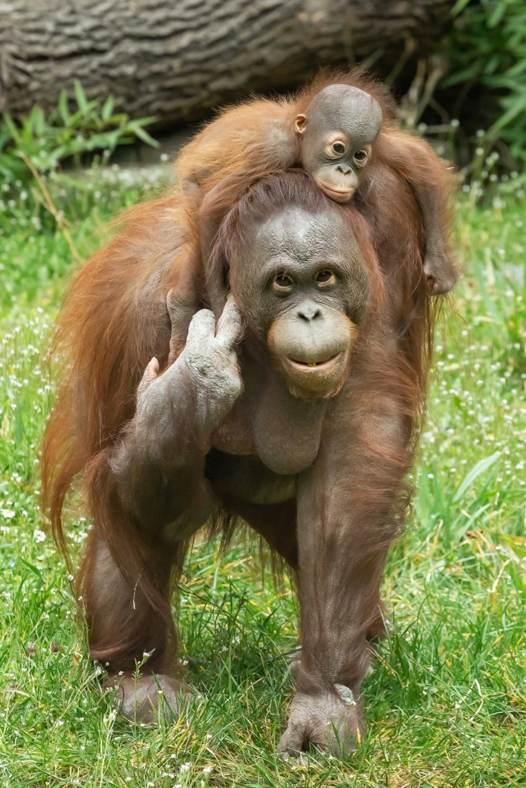 Orang-Utan mit Baby