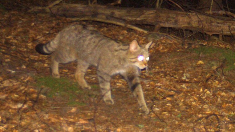 Wildkatze Gailtal