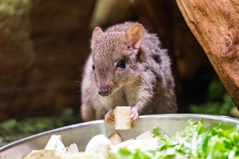 Bürstenschwanz-Rattenkängurus