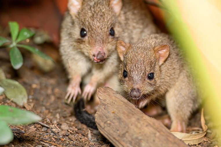 Bürstenschwanz-Rattenkängurus