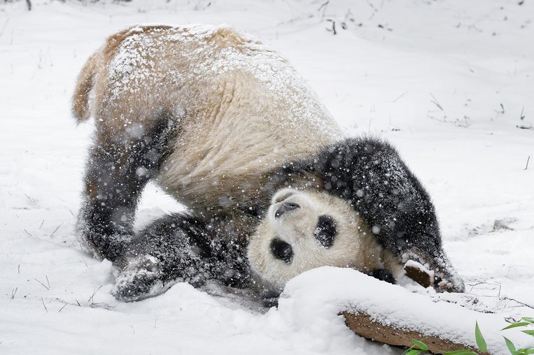 Pandabär spielt in Schönbrunn im Schnee
