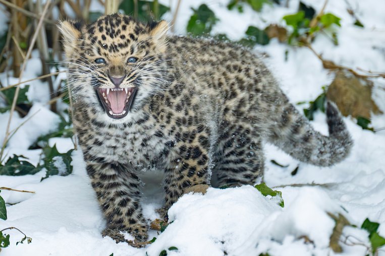 Amurleopaden in Schönbrunn