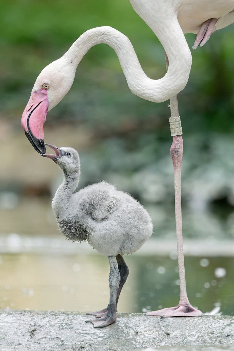Flamingo-Küken im Tiergarten Schönbrunn geboren