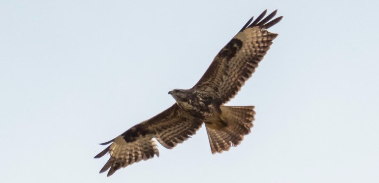 Maeusebussard mit Federluecken_Guntersdorf_c_Johannes Hohenegger-BirdLife