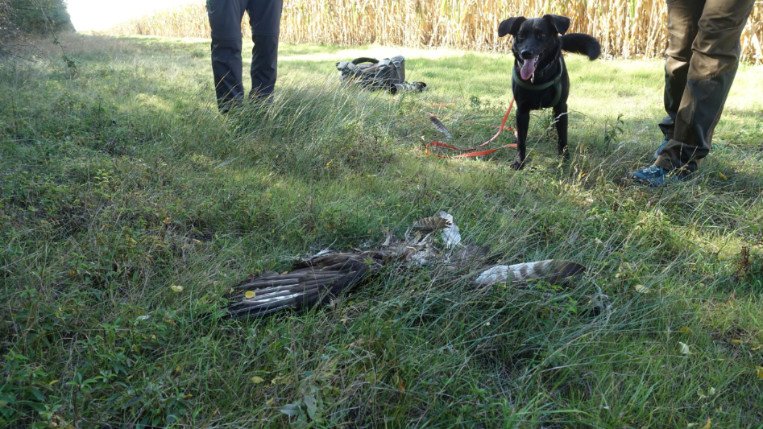 Mäsebussard tot mit Hund der BirdLife Hundestaffel_c_Matthias Schmidt (1)