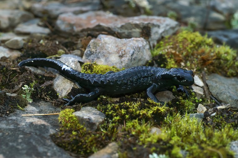 Foto eines Aplensalamander