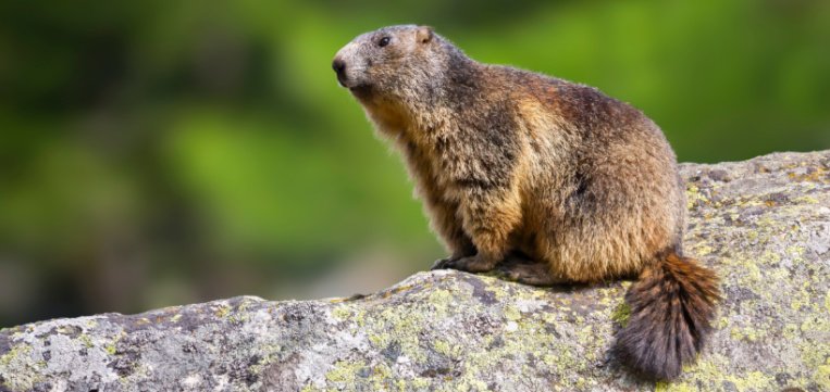 shutterstock_2416776611 (1)