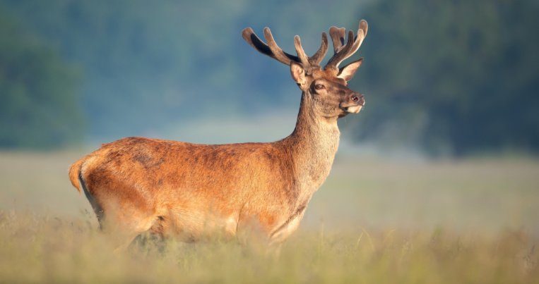 shutterstock_2601527011 (1)